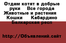 Отдам котят в добрые руки. - Все города Животные и растения » Кошки   . Кабардино-Балкарская респ.